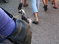 muty-z3-PICT5333.JPG
