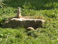 muty-z3-PICT5336.JPG
