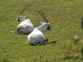 muty-z3-PICT5337.JPG

